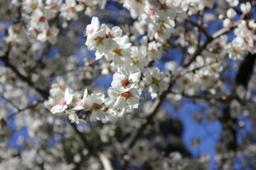 Flowering apricot tree with white flowers against a blue sky on a nice spring day, botanical garden. High quality photo
