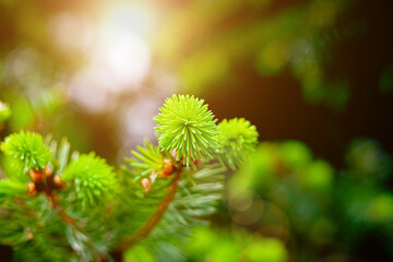Pine tree branches selective focus with sunlight, merry christmas background concept