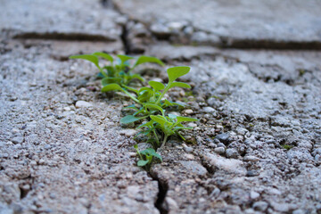 The plant emerging from the crack of the concrete wall. Concept photo about finding the way of life.