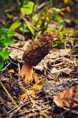 Morel mushrooms in the forest