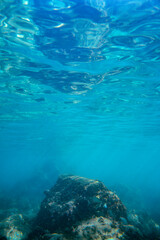 Naklejka na ściany i meble Underwater photo near the coast of flora and fauna on rocky seabed