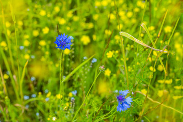 Summer landscape with flowering flowers on meadow. Blue knapweed, cornflower blossom on field