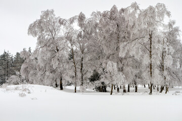 Urkiola forest snowed in winter, Biscay, Basque Country