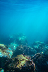 Underwater photo near the coast of flora and fauna on rocky seabed