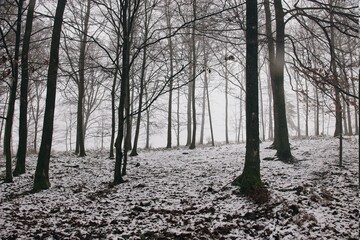 trees in the snow