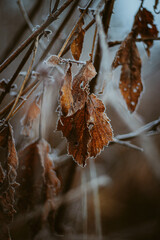 frost on the leaves