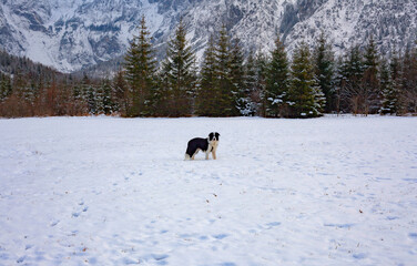 Border Collie en la nieve 