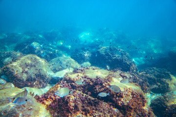 Underwater photo near the coast of flora and fauna on rocky seabed