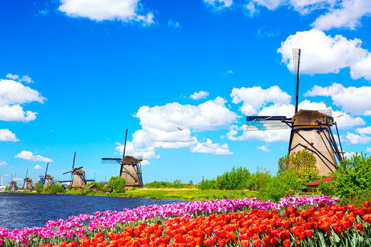 Beautiful Colorful Spring Landscape In Netherlands, Europe. Famous Windmills In Kinderdijk Village With Tulips Flowers Flowerbed In Holland. Famous Tourist Attraction In Holland