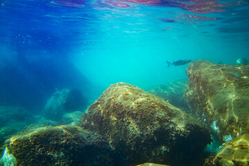 Fototapeta premium Underwater photo near the coast of flora and fauna on rocky seabed