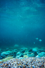 Underwater photo near the coast of flora and fauna on rocky seabed