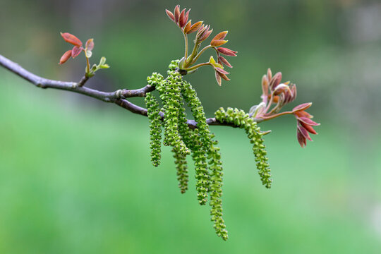  earrings on the alder branch and the first leaves bloom in spring. High quality photo