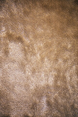 Background of soft, shaggy carpet fabric.