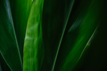 Close up abstract detail of green Hawaiian Ti Leaf © Elena