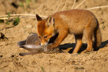 Juvenile red fox, vulpes vulpes, cub standing on killed prey with a paw with claws. Young animal wildlife chewing flesh of dead rabbit in springtime nature. Mammal predator with a kill.