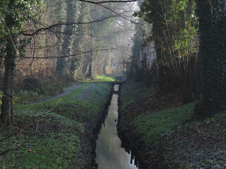 path in the woods