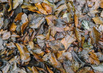 The texture of wet and dry autumn fallen walnut leaves of brown color after rain. Deadwood, top view.