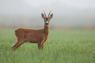 Roe deer, capreolus capreolus, watching on green field in morning mist. Brown antlered mammal...