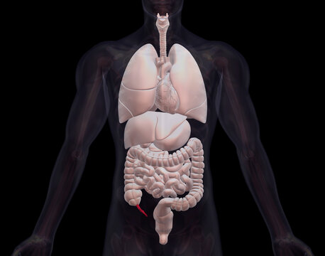 Biomedical illustration showing human internal organs