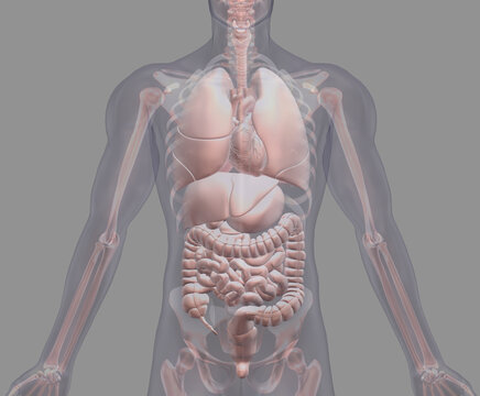 Biomedical illustration showing human internal organs