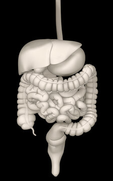 Digitally generated image of inner human organs
