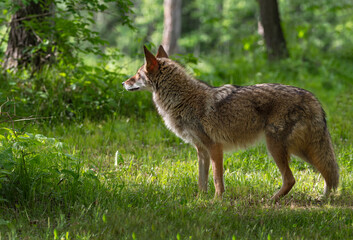 Adult Coyote (Canis latrans) Looks Left Near Woods Summer