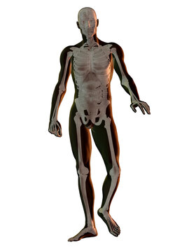 Digitally generated image of walking human representation with human skeleton visible