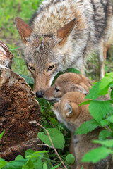 Naklejka na ściany i meble Adult Coyote (Canis latrans) And Pups Investigate Log Summer