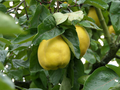 Quince Tree With Ripe Quinces