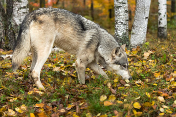 Grey Wolf (Canis lupus) Sniffs Along Ground in Autumn Woods