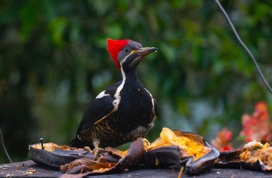Campephilus principalis ,El picamaderos picomarfil o carpintero real era una especie de ave de la familia de los p&aacute;jaros carpinteros. Estaba considerada oficialmente como en peligro de extinci&oacute;n