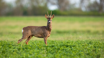 Naklejka na ściany i meble Roe deer, capreolus capreolus, male looking to the camera on grass in spring nature. Mammal with long antlers standing on green pasture. Roebuck watching on growing field with copy space.