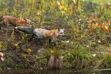 Red Fox (Vulpes vulpes) Run Right Across Island Shoreline Autumn