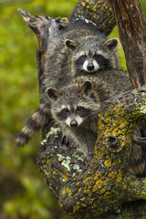 Raccoons (Procyon lotor) Look Out Second With Head on Back in Tree Autumn © geoffkuchera