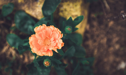 Orange Neven flower in the yard in dark retouch. Neven, Calendula officinalis, garden flower. 