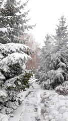 Christmas tree covered in snow.