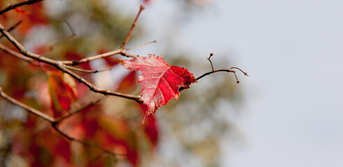 autumn red leaves