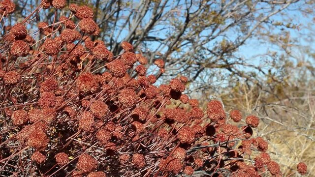 Mature red brown glabrous achene fruit of California Buckwheat, Eriogonum Fasciculatum, Polygonaceae, native perennial deciduous subshrub in Joshua Tree National Park, Southern Mojave Desert, Winter.