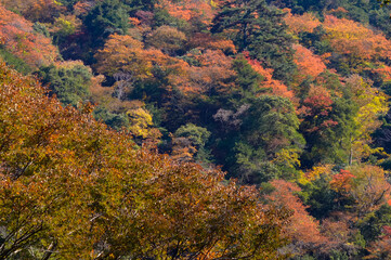 trees changing colors during autumn in Japan