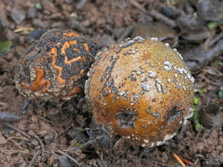 Windfall, Pears Moldy And Rotten