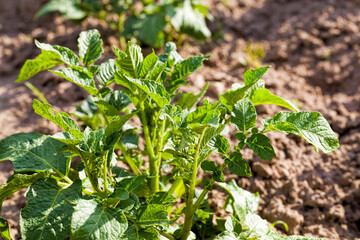varieties of potato plants
