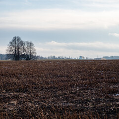 Obraz premium cereal field in winter with a little white layer of snow on it
