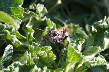 Grasshopper Macro