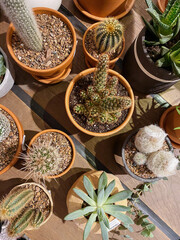 Fototapeta premium Succulents and cacti in pots. Shabby wood background.