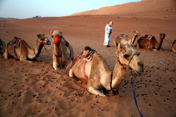 Fototapeta premium Camel driver and camels rest at the end of the day, in the Oman desert sunset, Wahiba Sands / Sharqiya Sands, Oman