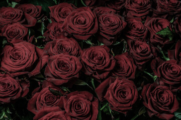 Red roses background. A bouquet of beautiful and selective roses. Rose as a symbol of love and beauty
