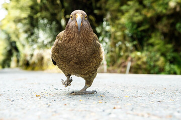 Cheeky Kea