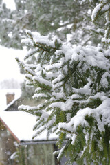 Spruce branches covered with snow. Snow falls on the spruce branches