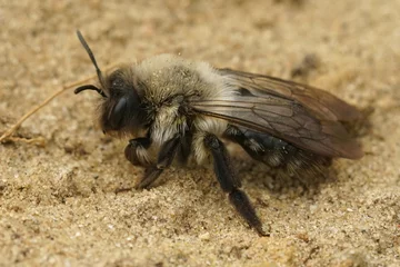Foto auf Alu-Dibond A female grey mining bee, Andrena vaga crawling over the sand © Henk