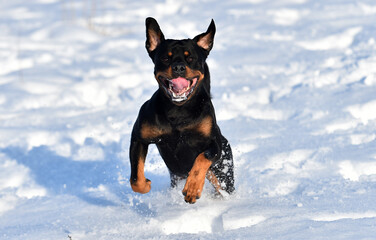 a lovely rottweiler in the snow